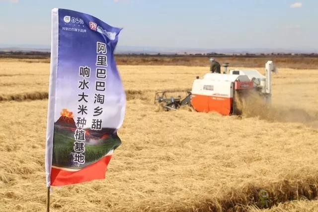 未來農(nóng)業(yè)價值可期!阿里、京東、華為,碧桂園紛紛發(fā)力數(shù)字農(nóng)業(yè)