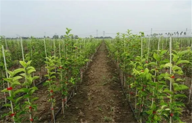 東營(yíng)廣饒：農(nóng)業(yè)裝上&ldquo;工業(yè)翅膀&rdquo;