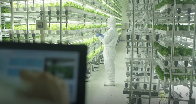 碧桂園的現(xiàn)代農業(yè)大格局