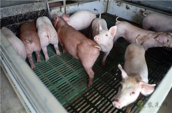 科技發(fā)展&ldquo;洋宇模式&rdquo; 打造現(xiàn)代農(nóng)業(yè)&ldquo;綜合體&rdquo;