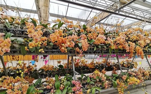 現(xiàn)代農業(yè)