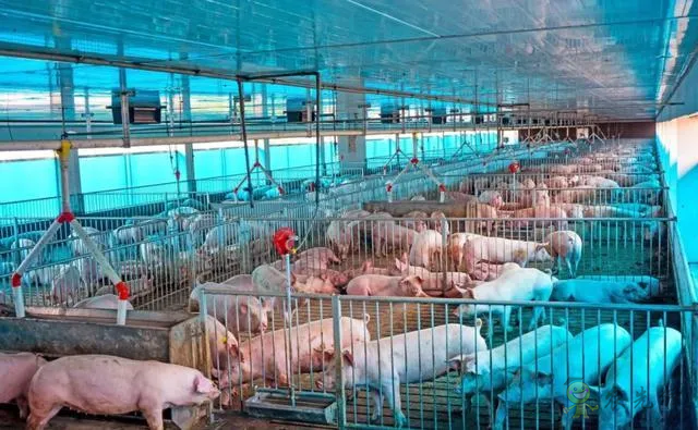 浙江:未來,數字化設施裝備是規模豬場的標配