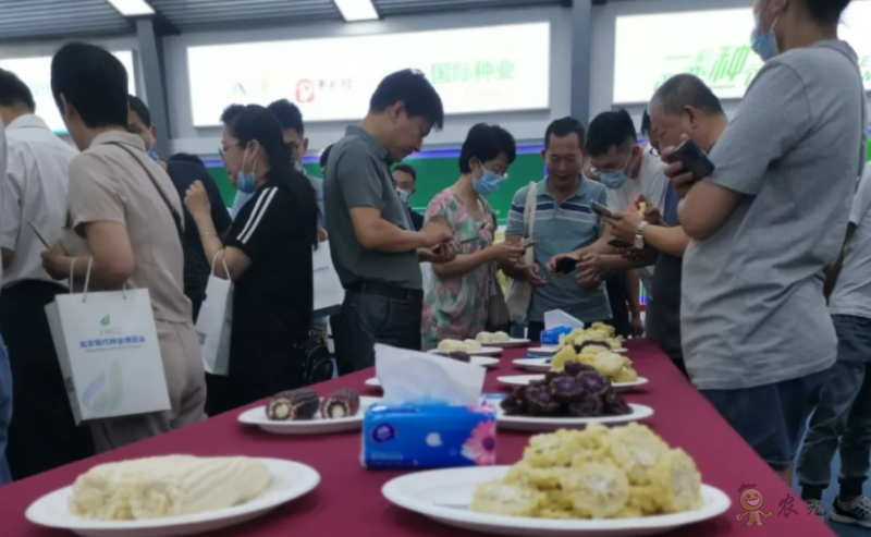 北京:發(fā)揮種業(yè)創(chuàng)新優(yōu)勢做強鮮食玉米產(chǎn)業(yè)