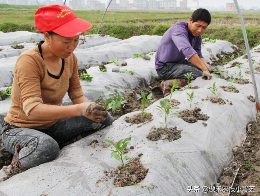 農(nóng)作物起壟種植有哪些好處?起壟時如何確定最佳壟高?
