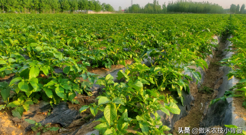 農(nóng)作物起壟種植有哪些好處?起壟時如何確定最佳壟高?