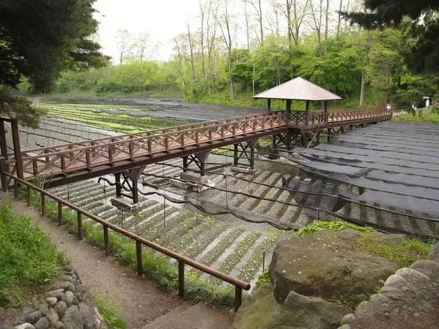 日本百年芥末農場：精耕單品，專注美食，以靜制動