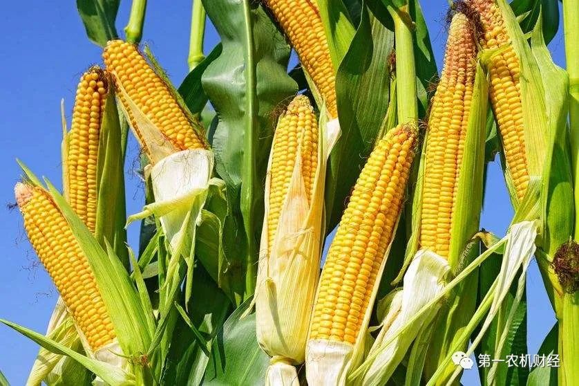 玉米淀粉限制出口了,玉米將繼續值錢 玉米淀粉限制出口了,玉米將繼續值錢